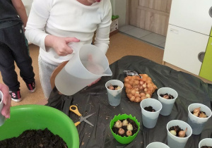 Martynka podlewa cebulki
